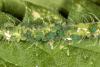 Aphis confusa